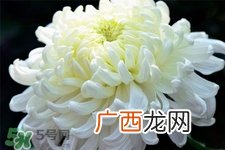 清明节扫墓为什么用菊花？清明节上坟为什么要送菊花？
