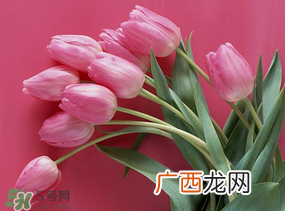 春天可以种郁金香吗?郁金香可以春天种吗?