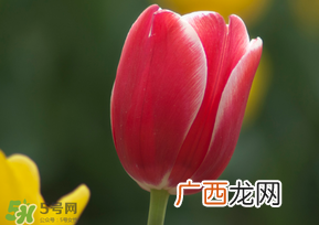 春天可以种郁金香吗?郁金香可以春天种吗?