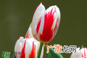春天可以种郁金香吗?郁金香可以春天种吗?