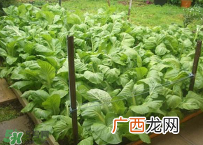 春天种植什么蔬菜好？春季适合种植的蔬菜
