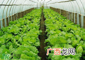 春天种植什么蔬菜好？春季适合种植的蔬菜