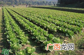 春天种植什么蔬菜好？春季适合种植的蔬菜