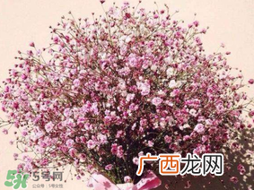 春天能种满天星吗？什么时候最适合种植满天星？
