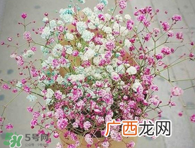 春天能种满天星吗？什么时候最适合种植满天星？