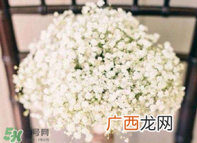 春天能种满天星吗？什么时候最适合种植满天星？