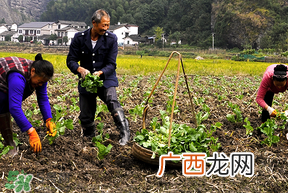 春天能种油菜吗？油菜春天什么时候种植？