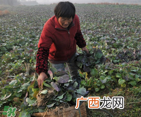 春天能种油菜吗？油菜春天什么时候种植？