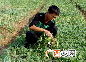 春天能种油菜吗？油菜春天什么时候种植？