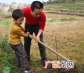 春天可以种哪些果树？春天适合种哪些果树？