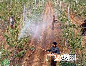 春天可以种哪些果树？春天适合种哪些果树？