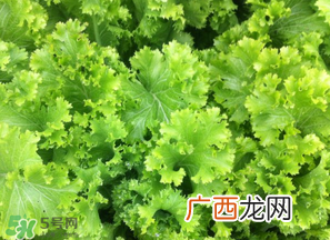 春天能种生菜吗？生菜春天可以种吗？