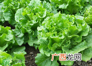 春天能种生菜吗？生菜春天可以种吗？