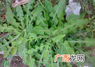 春天吃什么野菜好？春天吃什么野菜降血压？