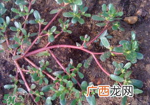 春天吃什么野菜好？春天吃什么野菜降血压？
