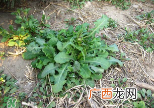春天吃什么野菜好？春天吃什么野菜降血压？