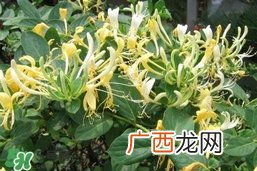 金银花的功效与作用？金银花有什么作用？