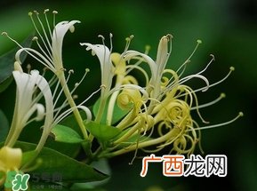 金银花的功效与作用？金银花有什么作用？