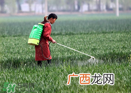春天能种小麦吗?小麦春天什么时候浇水?