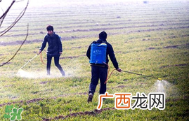 春天能种小麦吗?小麦春天什么时候浇水?