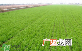 春天能种小麦吗?小麦春天什么时候浇水?