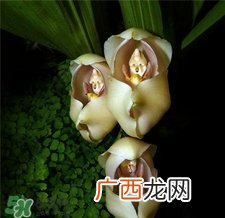 兰花品种？兰花有多少品种？