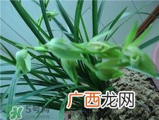 兰花品种？兰花有多少品种？