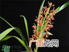 兰花品种？兰花有多少品种？