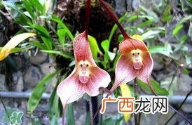 兰花品种？兰花有多少品种？