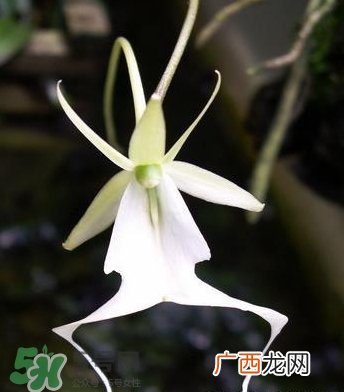 兰花品种？兰花有多少品种？