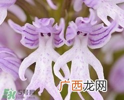 兰花品种？兰花有多少品种？