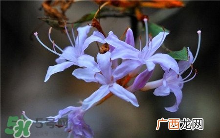 兰花品种？兰花有多少品种？
