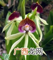 兰花品种？兰花有多少品种？