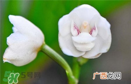 兰花品种？兰花有多少品种？