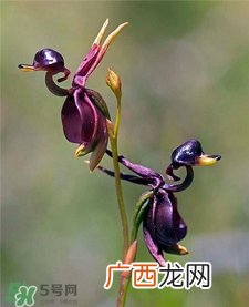 兰花品种？兰花有多少品种？