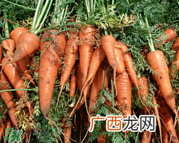 春天能种胡萝卜吗？胡萝卜春天能种吗？