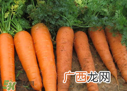 春天能种胡萝卜吗？胡萝卜春天能种吗？