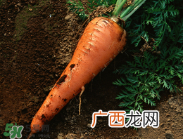 春天能种胡萝卜吗？胡萝卜春天能种吗？