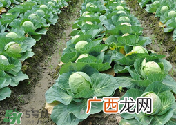 春天能种甘蓝吗？甘蓝几月份种？
