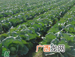 春天能种甘蓝吗？甘蓝几月份种？