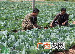 春天能种甘蓝吗？甘蓝几月份种？