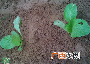 春天能种白菜吗？春天白菜什么时间种植？