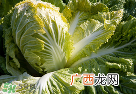 春天能种白菜吗？春天白菜什么时间种植？