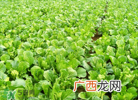 春天能种白菜吗？春天白菜什么时间种植？