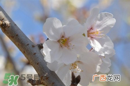 植树节怎样种树？植树节种植的方法及步骤