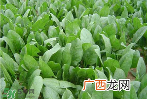 春天能种菠菜吗？春天怎么种菠菜？