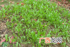 春天能种菠菜吗？春天怎么种菠菜？