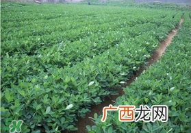 春天能种花生吗？春天什么时候种花生？