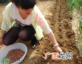 春天能种花生吗？春天什么时候种花生？