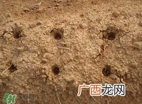 春天能种花生吗？春天什么时候种花生？